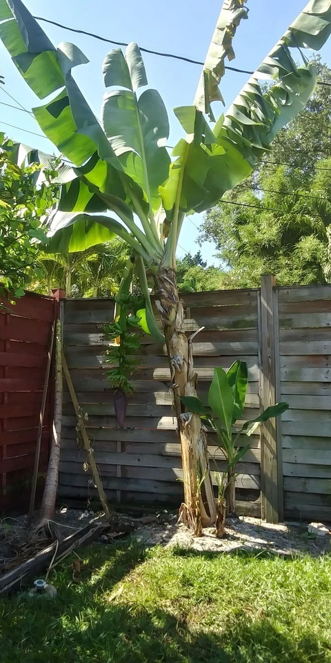 Musa - Dwarf Cavendish - Banana Tree - Image 2 of 3