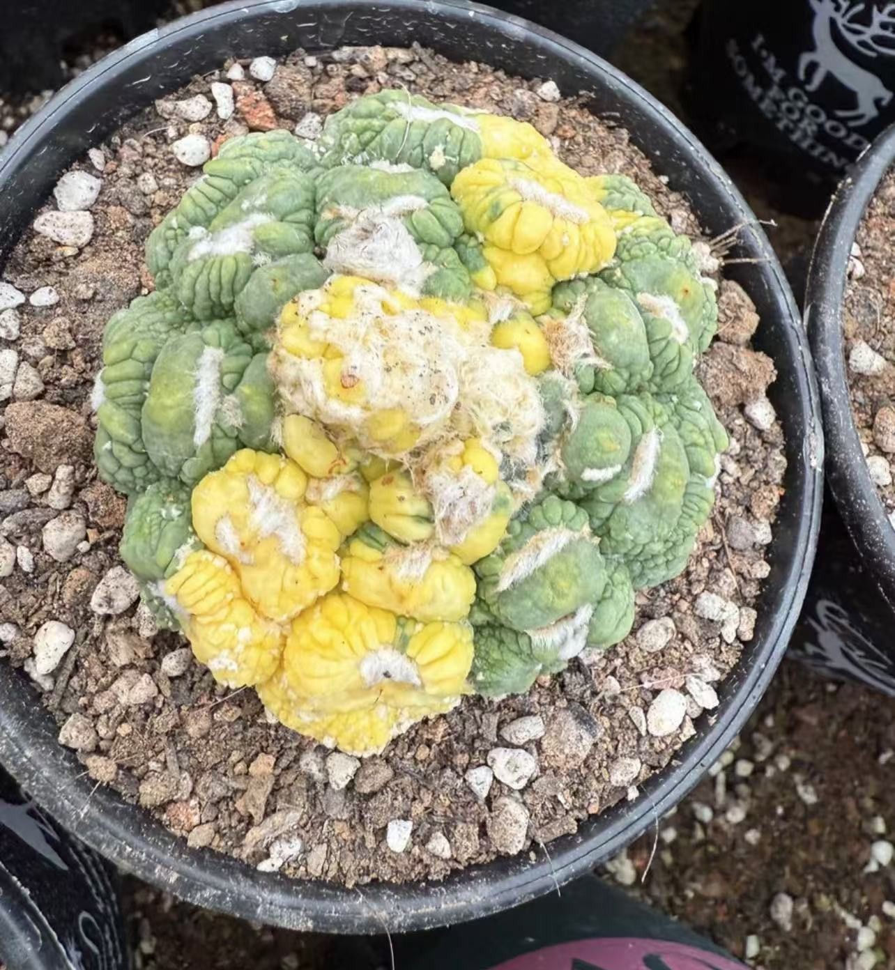 Astrophytum Wukong Douxiu Huajin, with unique colors Mutated sphere brocade