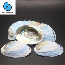 Blue Abalone Shells Set:Natural Decorative Seashells