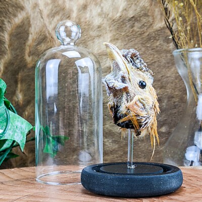 W87b Chicken Head Mount Dome Display Taxidermy Oddities Curiosities Collectible