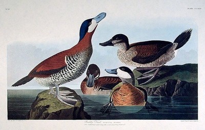 John James AUDUBON Ruddy Duck From The Birds of America