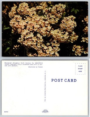 Vintage Mountain Laurel Blossoms Postcard Asheville NC Dexter Chrome