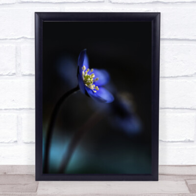 Wandbilddruck Hepatica nobilis dunkle Blume Blumen blau Bokeh