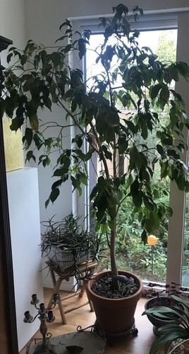 Büro-und Zimmerpflanze grüner Ficus benjamini - Birkenfeige-190 cm hoch - Bild 4 von 8