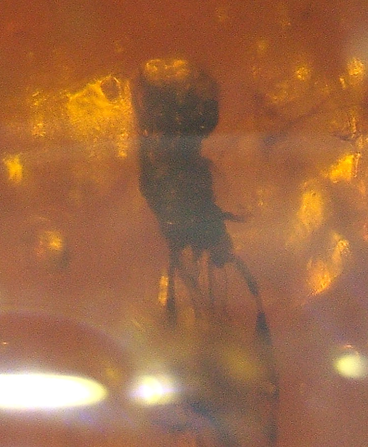 Large Beetle Water Enhydro in Burmese Amber Fossil with Resin Flows Dinosaur Age