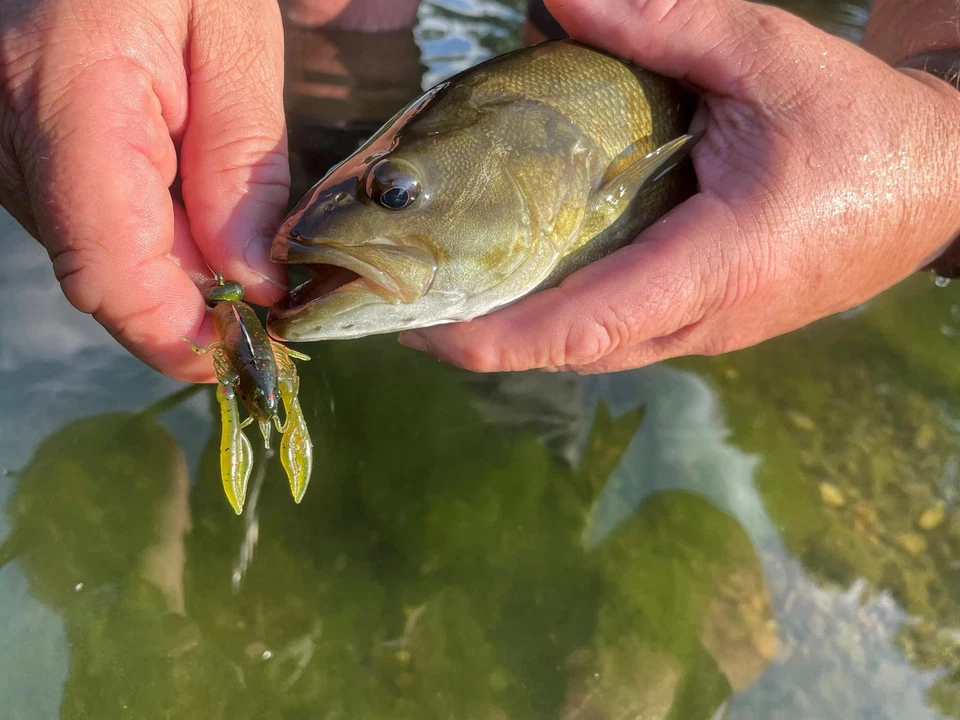 Kit de pesca Rebel LIVEflex Family - Imagem 2 de 4