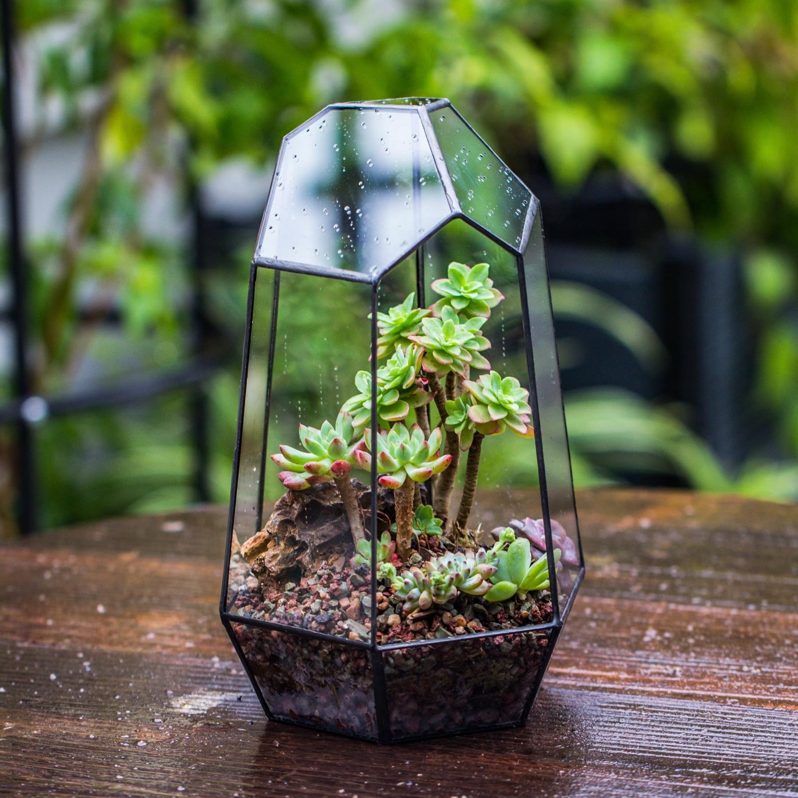 Geometric Glass Terrarium Planter for Succulent, Small Cacti, Black Irregular...