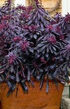 Euphorbia x Hybrid Miners Merlot LARGE Plug Plants Pack x6