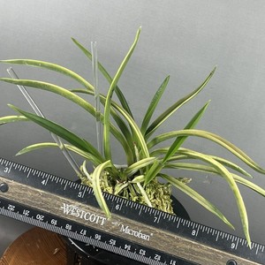 japaneseorchids | eBay Stores