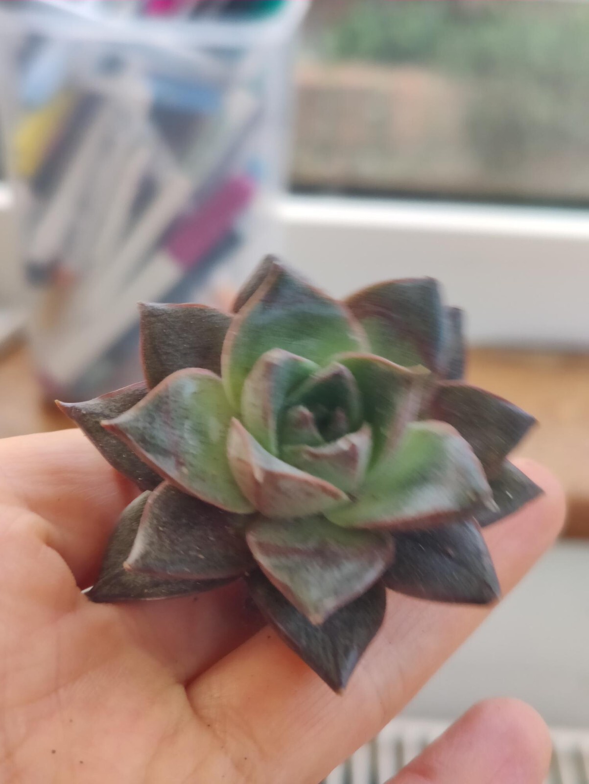 Planta viva suculenta de 5 cm Echeveria Purpusorum Berger Crassulaceae hogar jardín Reino Unido