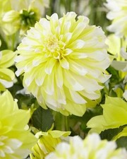 1 "Holly Lemon Ice" Decorative Dahlia - Large Size 1 Bulb - US Seller