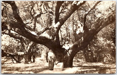 Postcard The Le Conte Oak; University of California, Berkeley RPPC Real Photo Kd