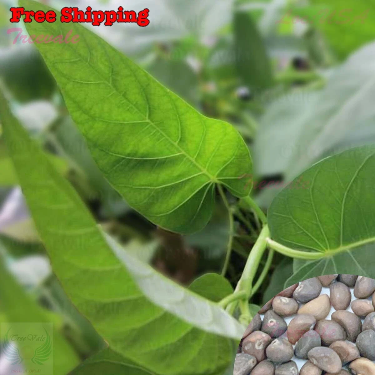 Heirloom Kong Xin Cai Water Spinach Garden Seeds 100pcs Non-Gmo, Leaf