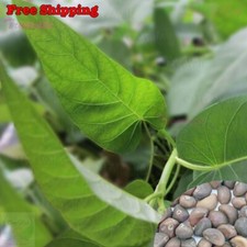 Thai Water Spinach Seeds Ong Choy Kangkong Kong Xin - Big Leaf with White Stem