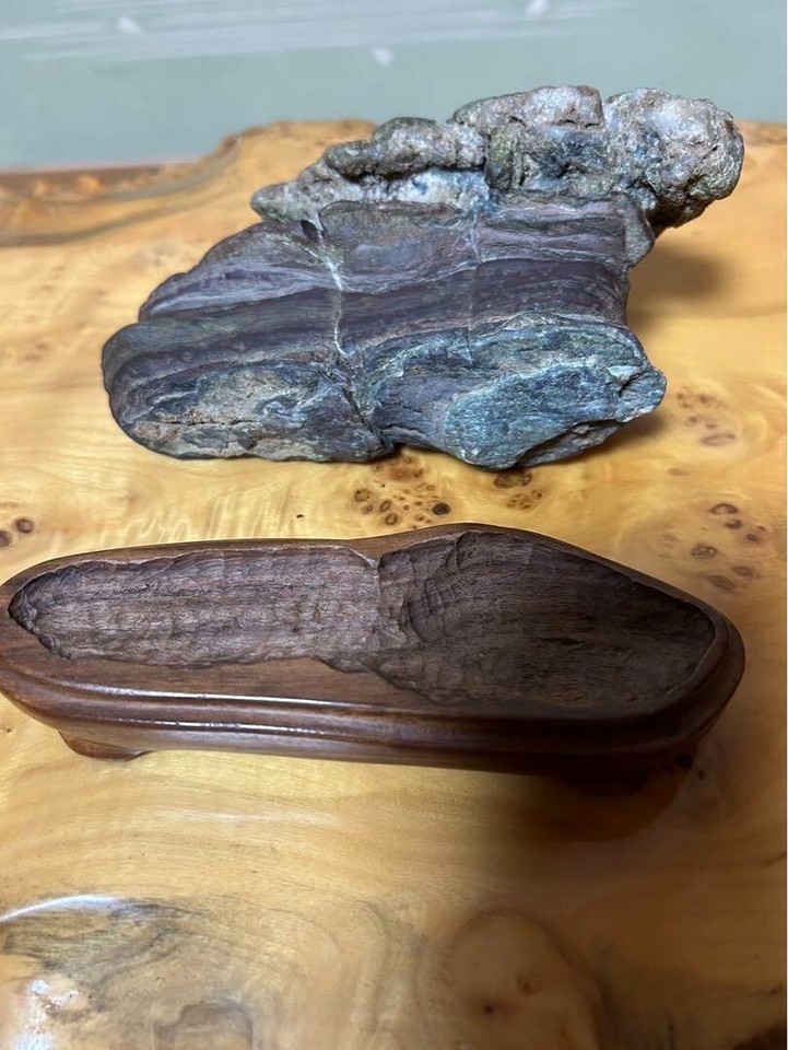 Japanese SUISEKI Natural Chrysanthemum Stone 5.5 inch Width Rock BONSAI