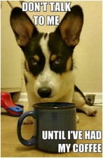Aimant réfrigérateur drôle corgi chien 3 1/2 x 41/2"