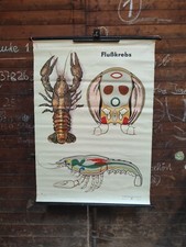 DDR Rollkarte Schulkarte Lehrkarte Flusskrebs Astacus Biologie Schule Fischer