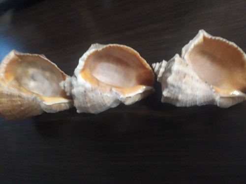 Rapan SET 3 Pcs. Shell natural, Black Sea Odessa - Picture 3 of 12