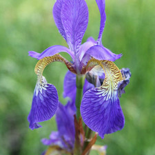 3 x Iris sibirica Plants ? Full 9cm Pots ? £15.99