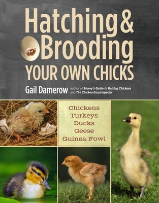 Küken ausbrüten & brüten: Hühner, Puten, Enten, Gänse, Meerschweinchen...