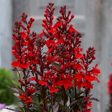 Lobelia Scarlet Princess | Red Flowering Perennial Garden Plants in Plant Pot