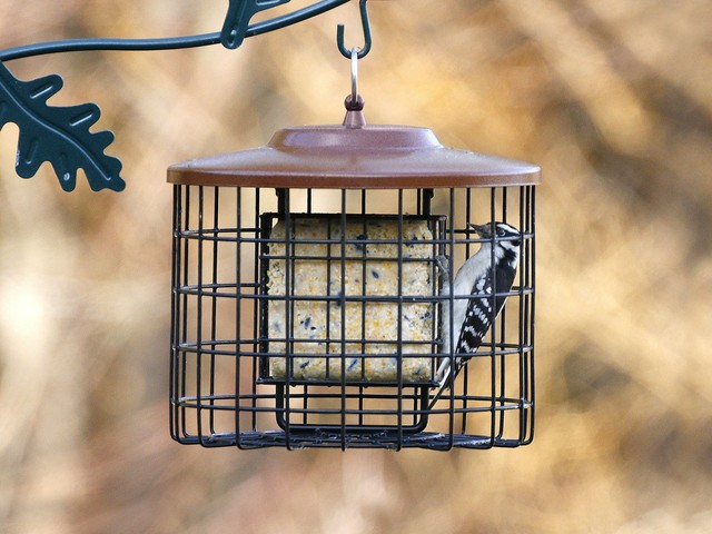 Stokes Select Squirrel Proof Double Suet Bird Feeder with Metal Roof