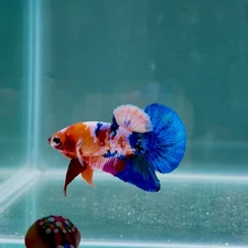 Koi Multicolor Half Orange S17 Plakat - Male Betta