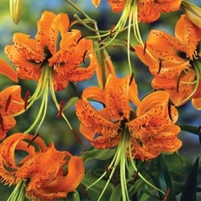 2 - LILLIUM HENRYI Lily Flower Bulbs * Very Fragrant Flowers Attract Butterflies
