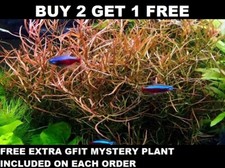 Ludwigia Arcuata Needle Leaf Repens Live Aquarium Plants Bunch BUY2GET1FREE