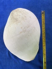 Big white very rare conch shell, size 30 Cm.