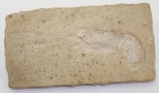 Panzerkrebs, Mecochirus sp., Jura, Tithon, Solnhofen, Deutschland -i670