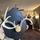Big Wild 8Pt Northern Whitetail Deer Antler Rack Horn Skull Plate Mount — photo 2
