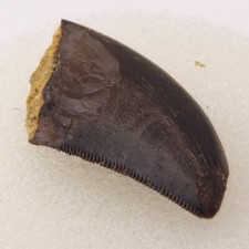 Allosaurus 0.88 Tooth Fossil - Personal Dig - Morrison Fm - Big Horn Co Wy Allosaurus 0.88 Tooth Fossil - Personal Dig - Morrison Fm - Big Horn Co Wy