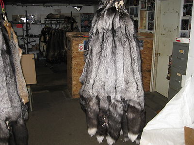 SILVER FOX FOX HIDE # 1 Quality XX LG Great Color  Furs, Id Tag Blue  (Reduced )