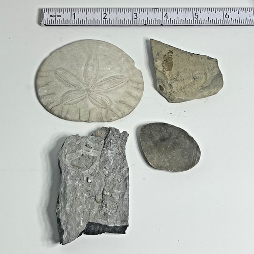 Fossil Lot Sand Dollar Specimen Marine Invertebrate Rock Collection