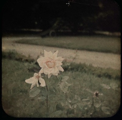 PARIS Parc Bagatelle Roseraie Rose Franklin 1918 Foto Vintage Stereo Glas