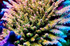 CB Tangerine Dreams- Live Coral Frag SPS/Acropora