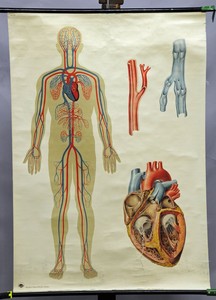 Human Body Wall Chart