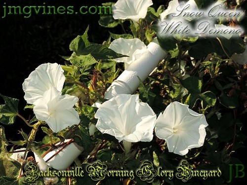Snow Queen White Demono Japanese Morning Glory 6 Qty - Picture 5 of 6