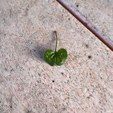 Green Broadleaf Houseplant Seedling Live Plant, Growth Stage Seedling, 1 Pack