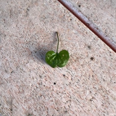 Green Broadleaf Houseplant Seedling Live Plant, Growth Stage Seedling, 1 Pack