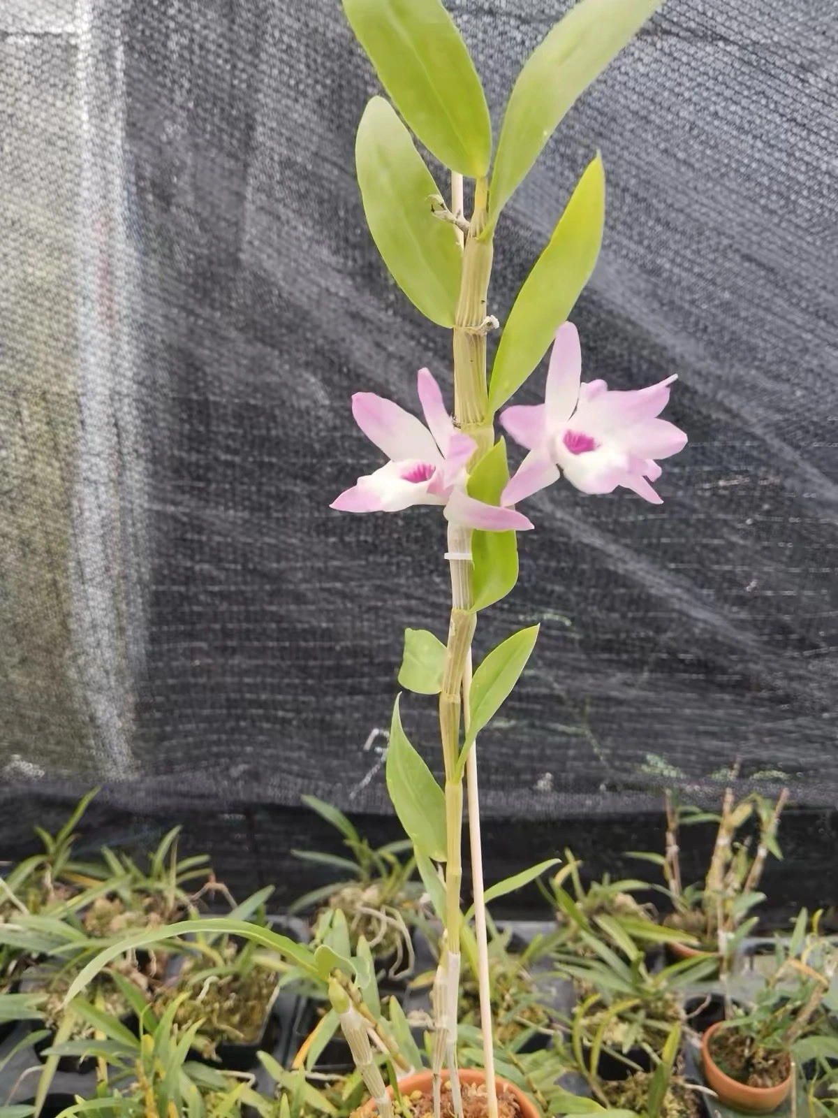Den. DR Aurora’s Kiss ‘Xichoulingxiuense’ Hybrid Orchid Blooming Size
Opens in a new window or tab