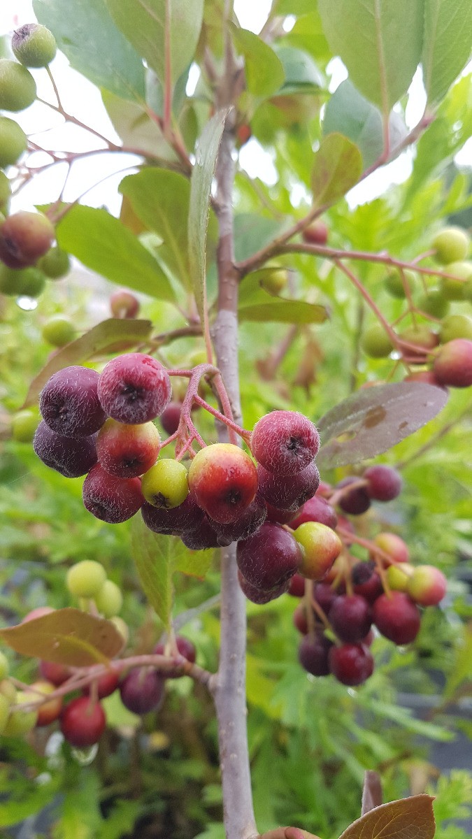 Aronie à gros fruit Viking arbuste rustique aux baies riches
