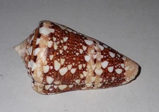 61 mm GREAT PATTERN Conus Ammiralis Cone Seashell #AK1 From Sumbawa Island