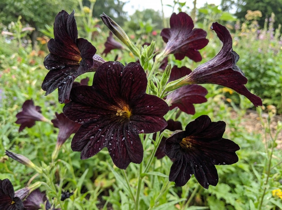 25 Chilean BLACK PAINTED TONGUE Salpiglossis Sinuata Paisley