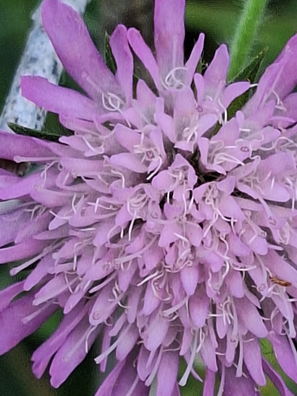 KNAUTIA, MIXED COLORS 100 SEEDS, RED, PINK, LAVENDER, PERENNIAL *EZ TO ...