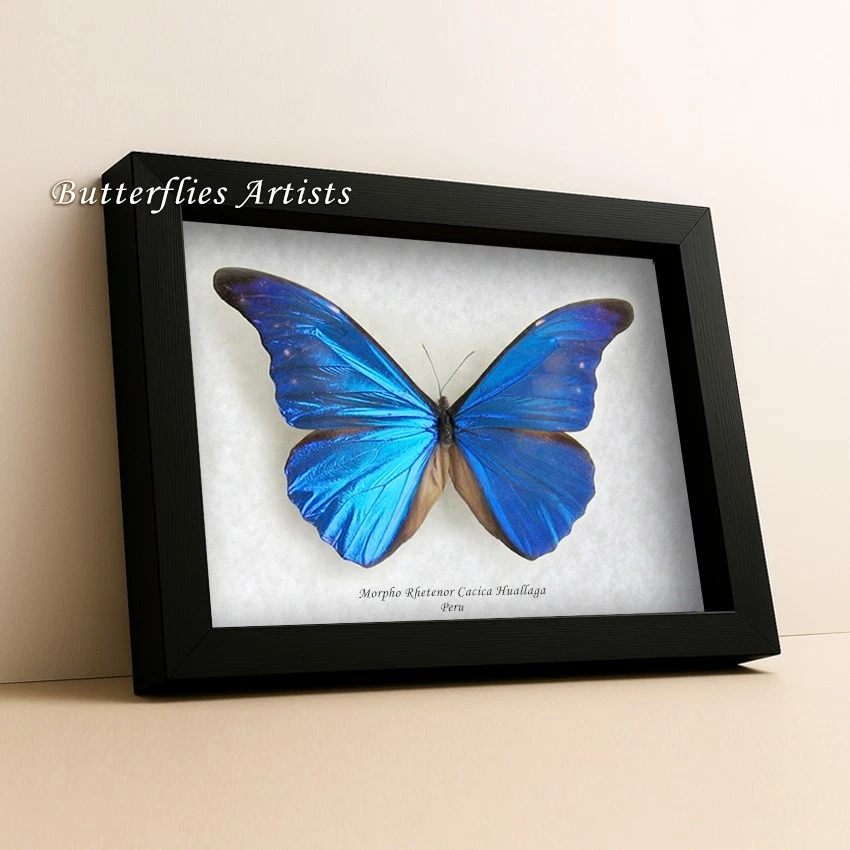 Morpho Rhetenor for sale | eBay