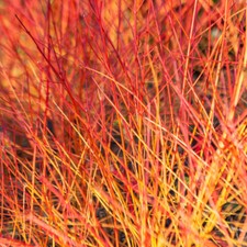 Shrub Plants, Cornus Anny's Winter Orange, Bloodtwig Dogwood, 3L Pot, RHS Award