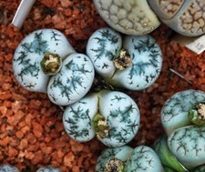 LS 873MG Lithops amethystina lebende Steine Cactus Seeds Samen Stück 10