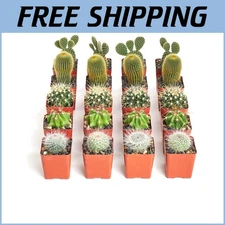 Stylish Mini Cactus Plants - 40-Pack in 2" Pots for Low-Maintenance Elegance
